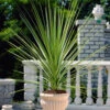 Cordyline Australis -Garden Bulbs Store 680026