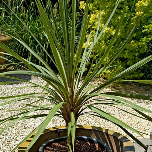 Cordyline Australis 4 Cordyline Australis - Image 2