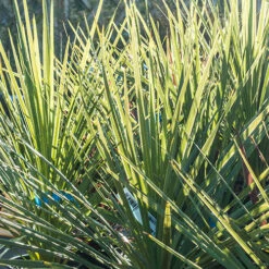 Cordyline Australis 11 Cordyline Australis -Garden Bulbs Store 680026 2