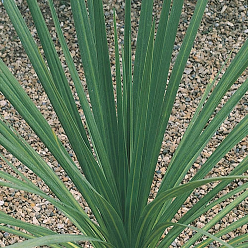 Cordyline Australis 6 Cordyline Australis - Image 4