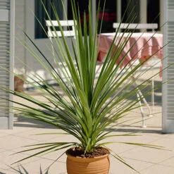 Cordyline Australis 13 Cordyline Australis -Garden Bulbs Store 680026 4