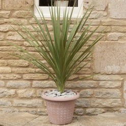 Cordyline Australis 15 Cordyline Australis -Garden Bulbs Store 680026 6