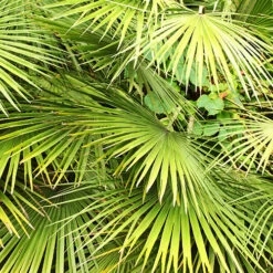 Hardy Fan Palm Chamaerops Humilis 9 Hardy Fan Palm Chamaerops Humilis -Garden Bulbs Store 680029 3
