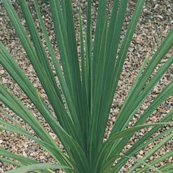 Pair Of Cordyline Australis -Garden Bulbs Store 680033 3