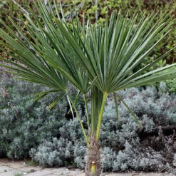 Hardy Fan Palm Trachycarpus Fortunei -Garden Bulbs Store 680063 2