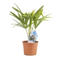 Hardy Fan Palm Trachycarpus Fortunei -Garden Bulbs Store 680063 4