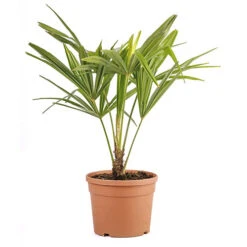 Hardy Fan Palm Trachycarpus Fortunei -Garden Bulbs Store 680063 5