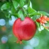 Hardy Pomegranate Bush -Garden Bulbs Store 680066