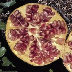 Hardy Pomegranate Bush -Garden Bulbs Store 680066 2
