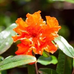 Hardy Pomegranate Bush -Garden Bulbs Store 680066 3