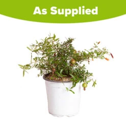 Hardy Pomegranate Bush -Garden Bulbs Store 680066 4