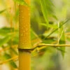 Yellow Bamboo Phyllostachys Aureosulcata -Garden Bulbs Store 680074