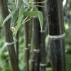 Black Bamboo Phyllostachys Nigra -Garden Bulbs Store 680075