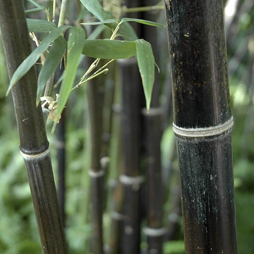 Black Bamboo Phyllostachys Nigra 3 Black Bamboo Phyllostachys Nigra