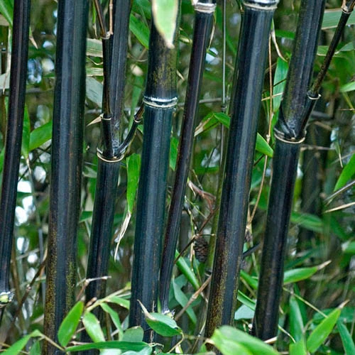 Black Bamboo Phyllostachys Nigra 4 Black Bamboo Phyllostachys Nigra - Image 2