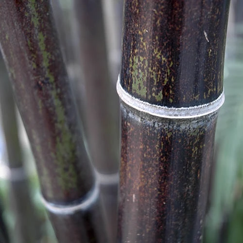 Black Bamboo Phyllostachys Nigra 5 Black Bamboo Phyllostachys Nigra - Image 3