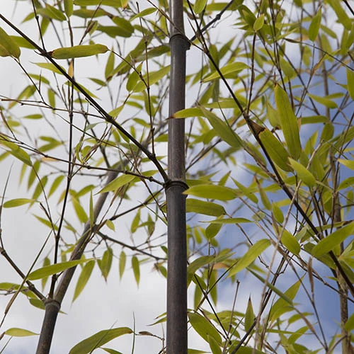 Black Bamboo Phyllostachys Nigra 6 Black Bamboo Phyllostachys Nigra - Image 4