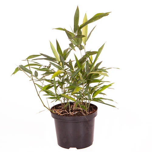 Black Bamboo Phyllostachys Nigra 7 Black Bamboo Phyllostachys Nigra - Image 5