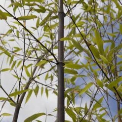Black Bamboo Phyllostachys Nigra 14 Black Bamboo Phyllostachys Nigra -Garden Bulbs Store 680075 5