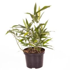 Black Bamboo Phyllostachys Nigra 15 Black Bamboo Phyllostachys Nigra -Garden Bulbs Store 680075 6