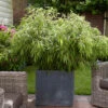 Fountain Bamboo Fargesia Rufa 1 Fountain Bamboo Fargesia Rufa -Garden Bulbs Store 680086
