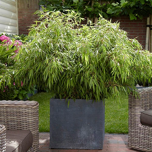 Fountain Bamboo Fargesia Rufa 3 Fountain Bamboo Fargesia Rufa