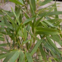 Fountain Bamboo Fargesia Rufa 11 Fountain Bamboo Fargesia Rufa -Garden Bulbs Store 680086 3
