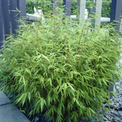 Fountain Bamboo Fargesia Rufa 12 Fountain Bamboo Fargesia Rufa -Garden Bulbs Store 680086 4