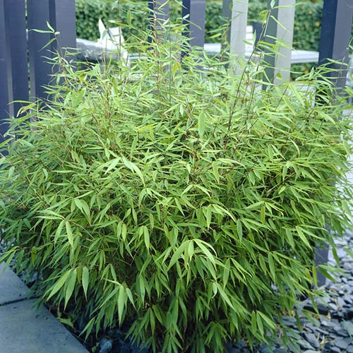 Fountain Bamboo Fargesia Rufa 7 Fountain Bamboo Fargesia Rufa - Image 5