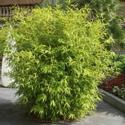 Fountain Bamboo Fargesia Rufa 13 Fountain Bamboo Fargesia Rufa -Garden Bulbs Store 680086 5