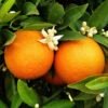 Pair Of Large Orange Trees 1 Pair Of Large Orange Trees -Garden Bulbs Store 680091