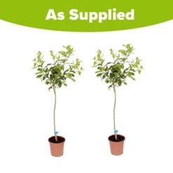 Pair Of Large Orange Trees -Garden Bulbs Store 680091 4