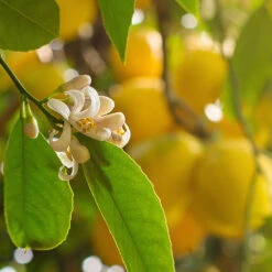 Pair Of Large Lemon Trees -Garden Bulbs Store 680092 3