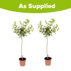 Pair Of Large Lemon Trees -Garden Bulbs Store 680092 4