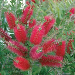 Callistemon 'Bottlebrush' 10 Callistemon 'Bottlebrush' -Garden Bulbs Store 680093 1