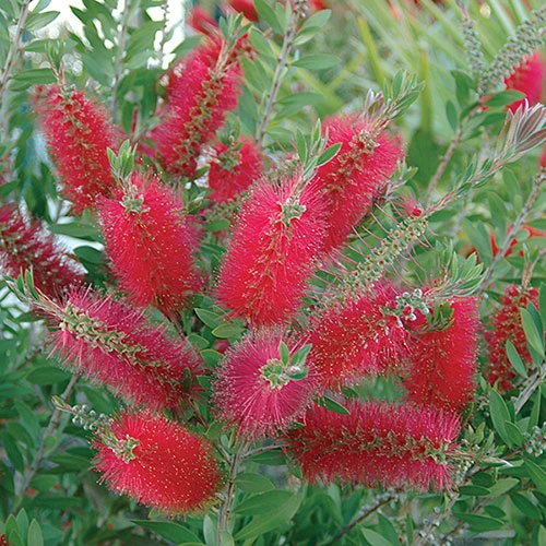 Callistemon 'Bottlebrush' 4 Callistemon 'Bottlebrush' - Image 2