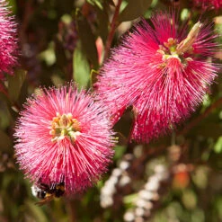 Callistemon 'Bottlebrush' 11 Callistemon 'Bottlebrush' -Garden Bulbs Store 680093 2