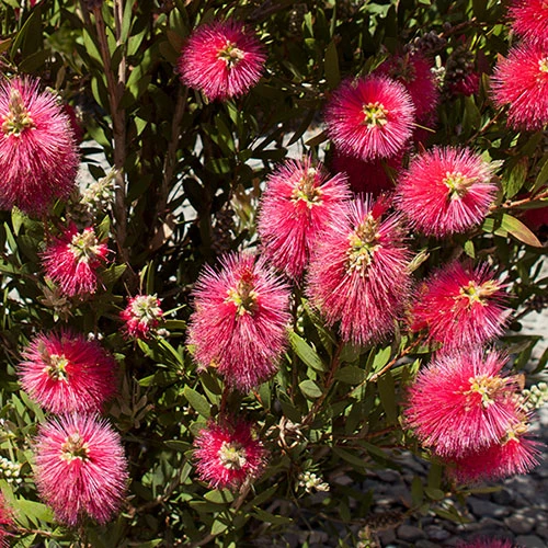 Callistemon 'Bottlebrush' 7 Callistemon 'Bottlebrush' - Image 5