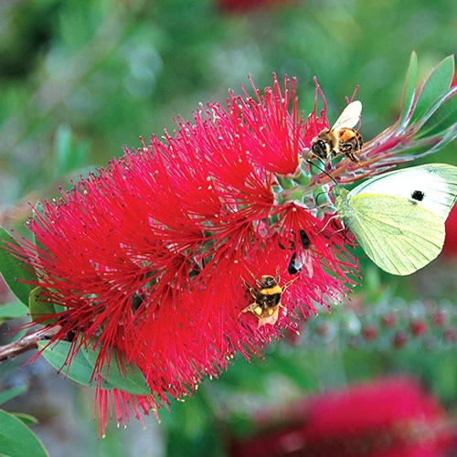Callistemon 'Bottlebrush' 8 Callistemon 'Bottlebrush' - Image 6