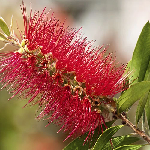 Callistemon 'Bottlebrush' 9 Callistemon 'Bottlebrush' - Image 7