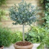 Eucalyptus Gunnii Standard 1 Eucalyptus Gunnii Standard -Garden Bulbs Store 680117