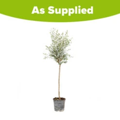 Eucalyptus Gunnii Standard -Garden Bulbs Store 680117 2