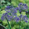 Agapanthus Africanus 'Blue' -Garden Bulbs Store 680130