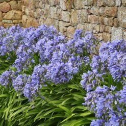Agapanthus Africanus 'Blue' -Garden Bulbs Store 680130 3