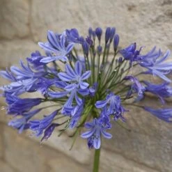 Agapanthus Africanus 'Blue' -Garden Bulbs Store 680130 5