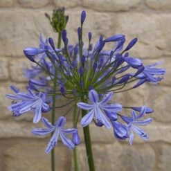 Agapanthus Africanus 'Blue' -Garden Bulbs Store 680130 6