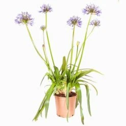 Agapanthus Africanus 'Blue' -Garden Bulbs Store 680130 7