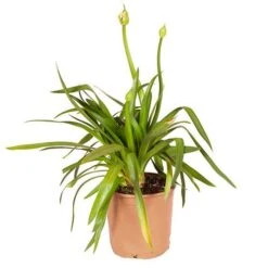 Agapanthus Africanus 'Blue' -Garden Bulbs Store 680130 8