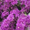 Bougainvillea Purple Pillar 2 Bougainvillea Purple Pillar -Garden Bulbs Store 680131