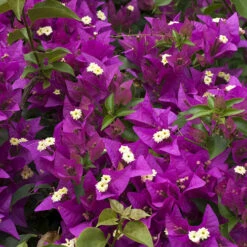 Bougainvillea Purple Pillar 9 Bougainvillea Purple Pillar -Garden Bulbs Store 680131 2